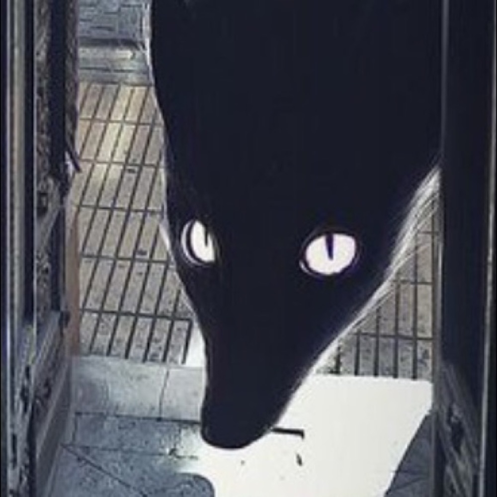 Meet your Posher, Draco’s